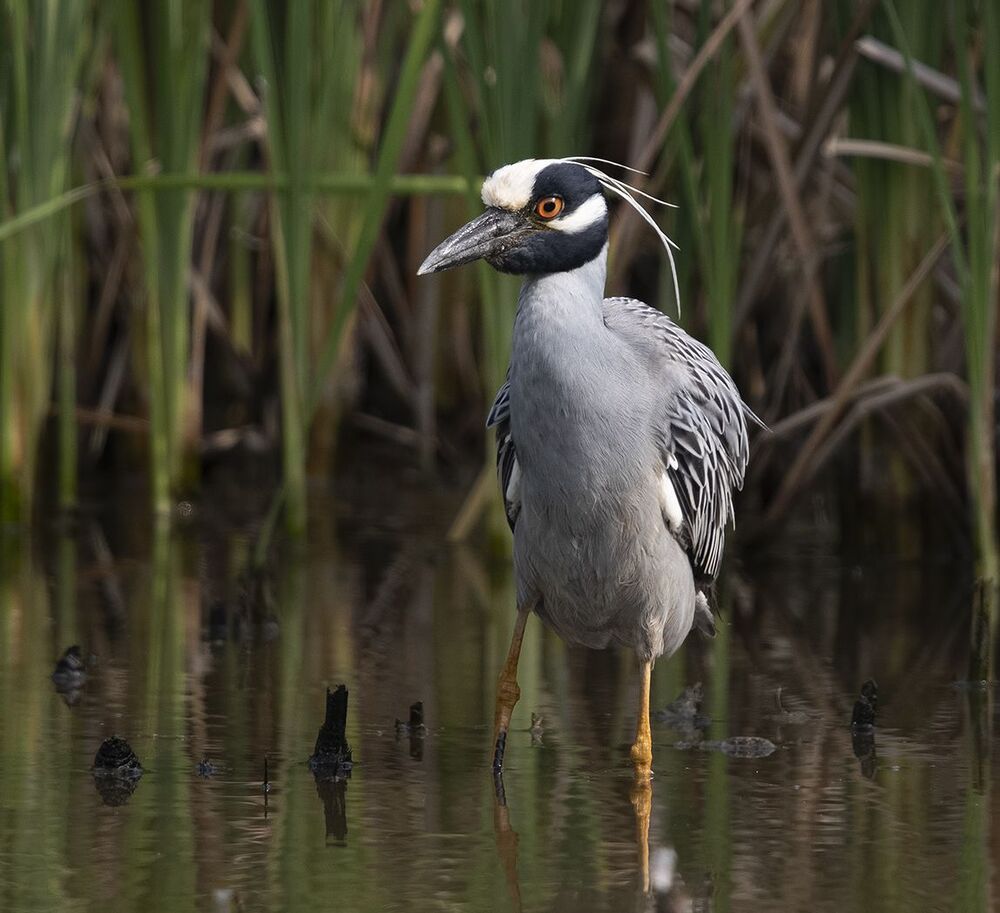Желтоголовая кваква - Yellow-crowned night heron.