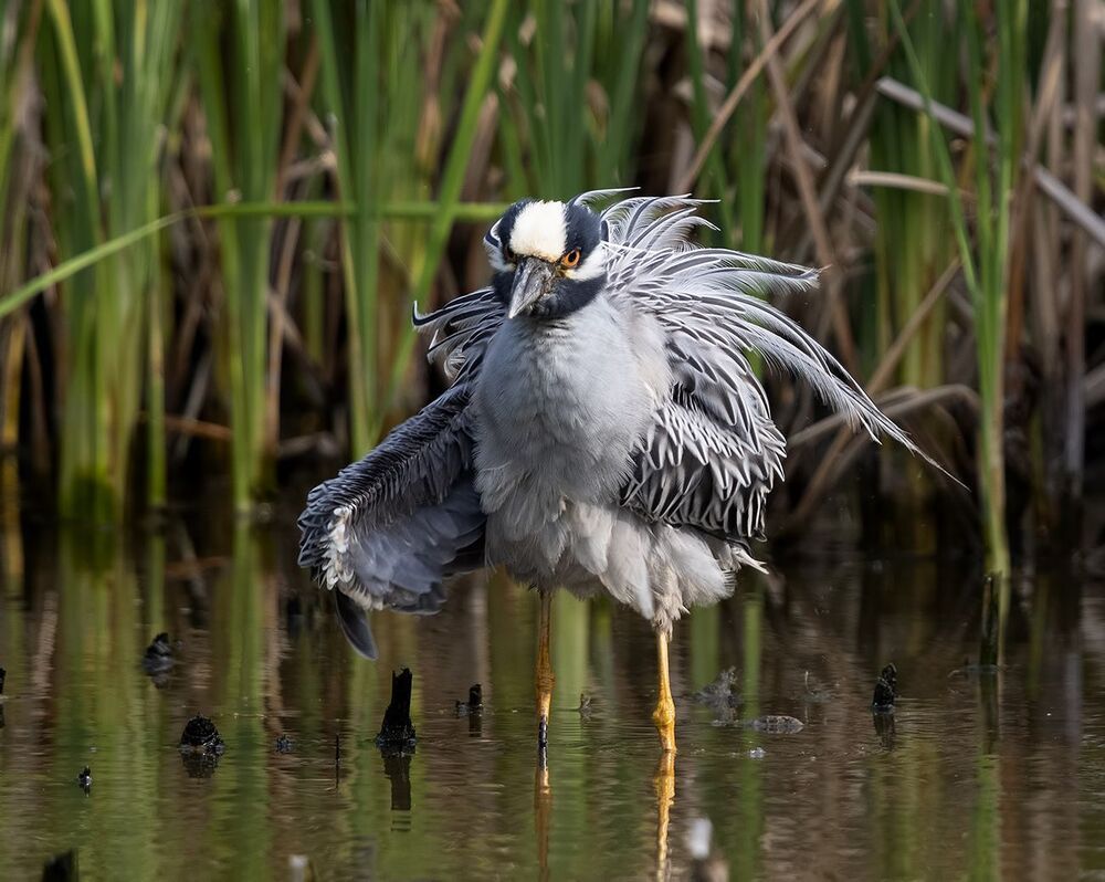 Желтоголовая кваква - Yellow-crowned night heron.