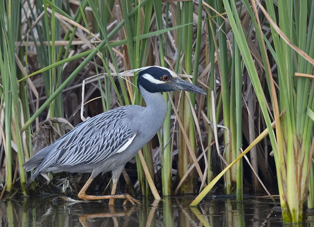 Желтоголовая кваква - Yellow-crowned night heron.