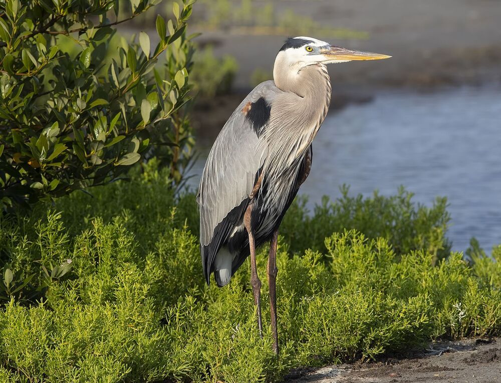 Большая голубая цапля  - Great Blue Heron