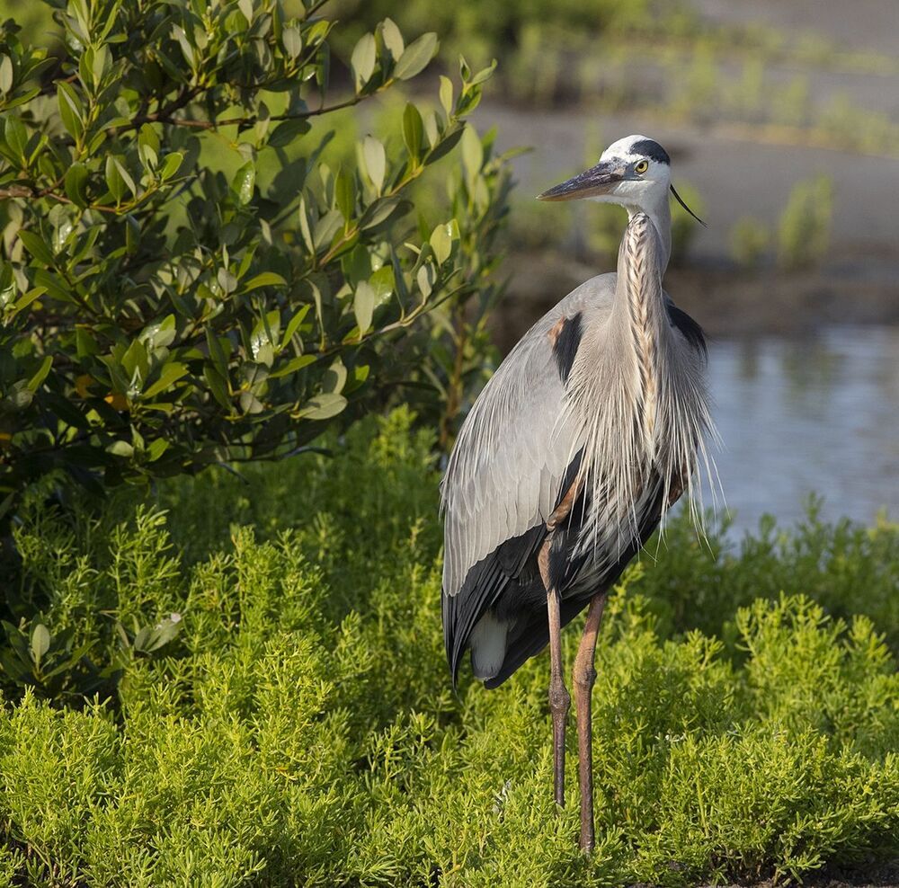 Большая голубая цапля  - Great Blue Heron