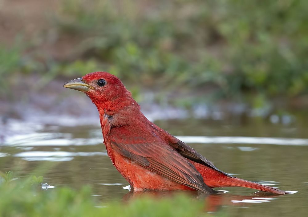 Summer tanager - Алая пиранга