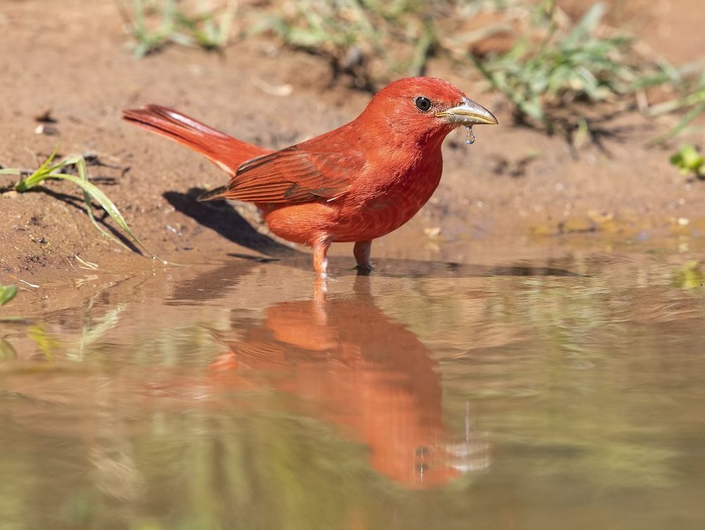 Summer tanager - Алая пиранга