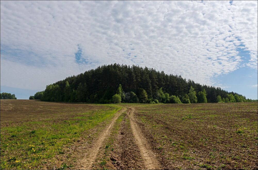 Начало дня у краеугольного леса