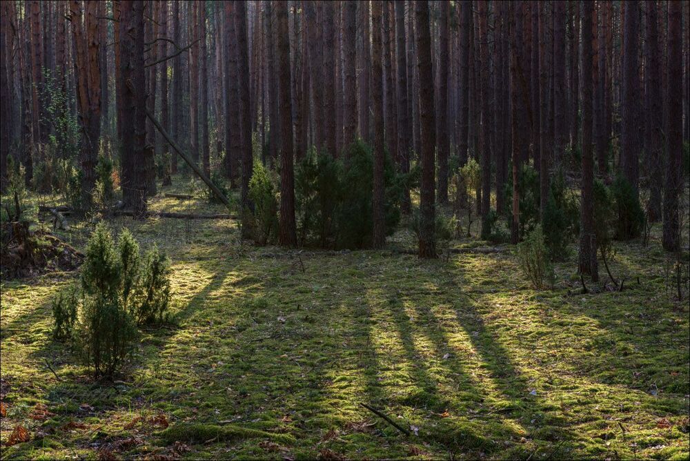 Майское утро в сосновом лесу