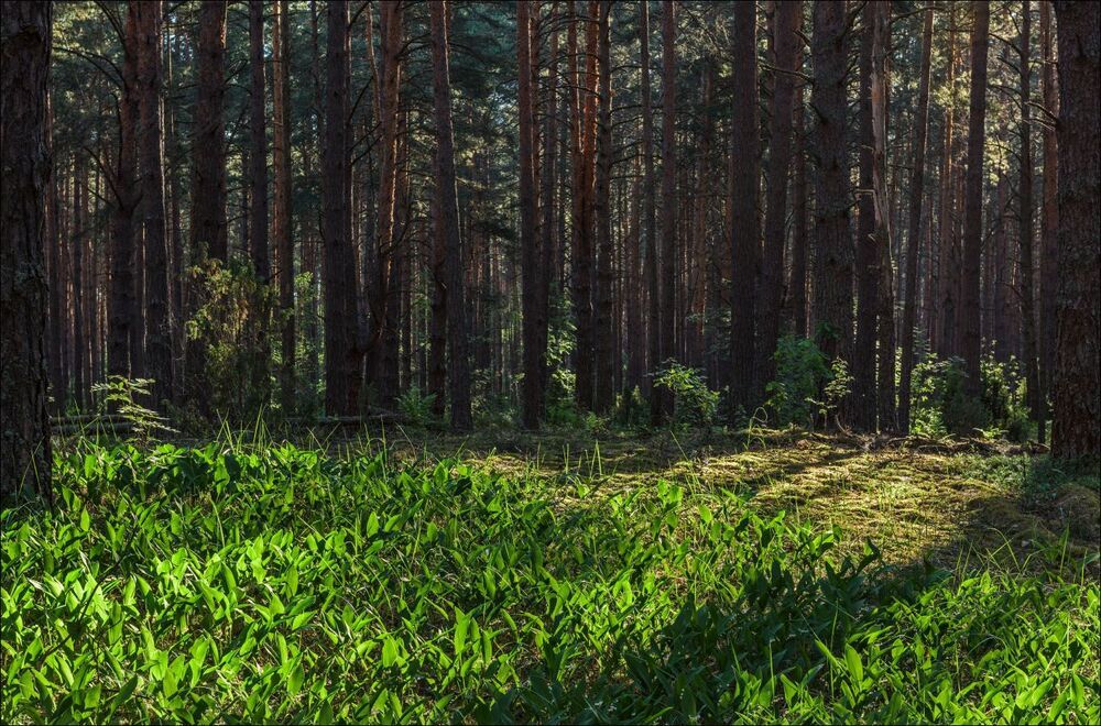 Полянка ландышей в утреннем лесу