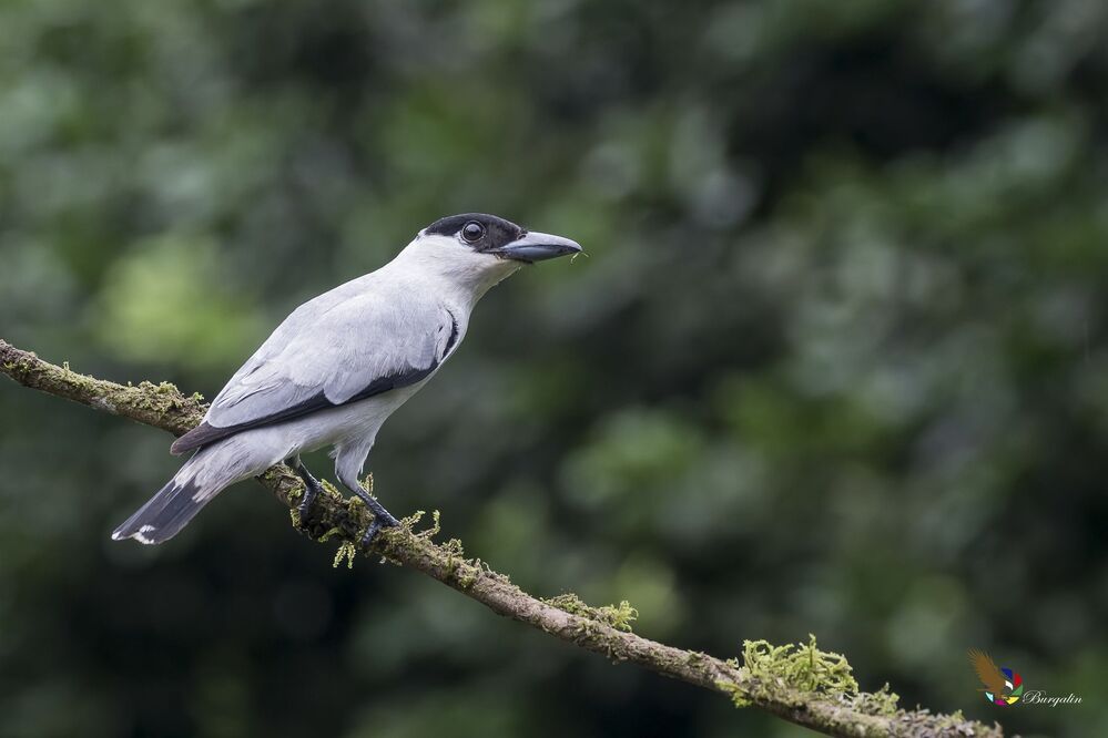 Black-crowned Tityra (Tityra inquisitor) Tityra Coroninegra (P&aacute;jaro Chancho) R