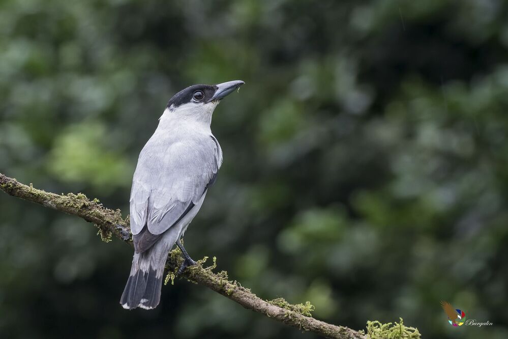 Black-crowned Tityra (Tityra inquisitor) Tityra Coroninegra (P&aacute;jaro Chancho) R