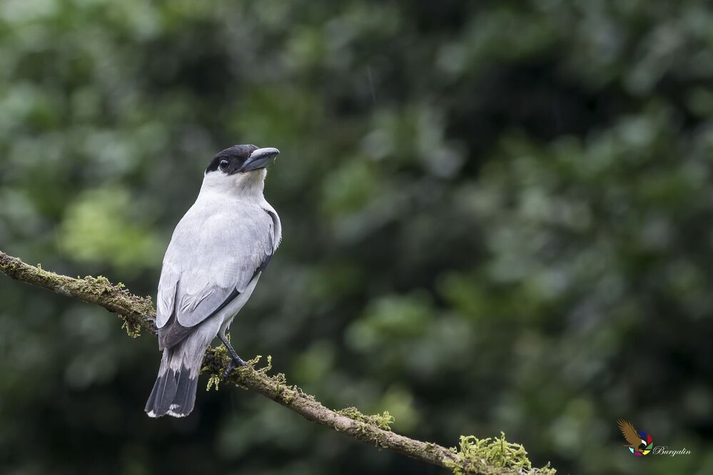 Black-crowned Tityra (Tityra inquisitor) Tityra Coroninegra (P&aacute;jaro Chancho) R