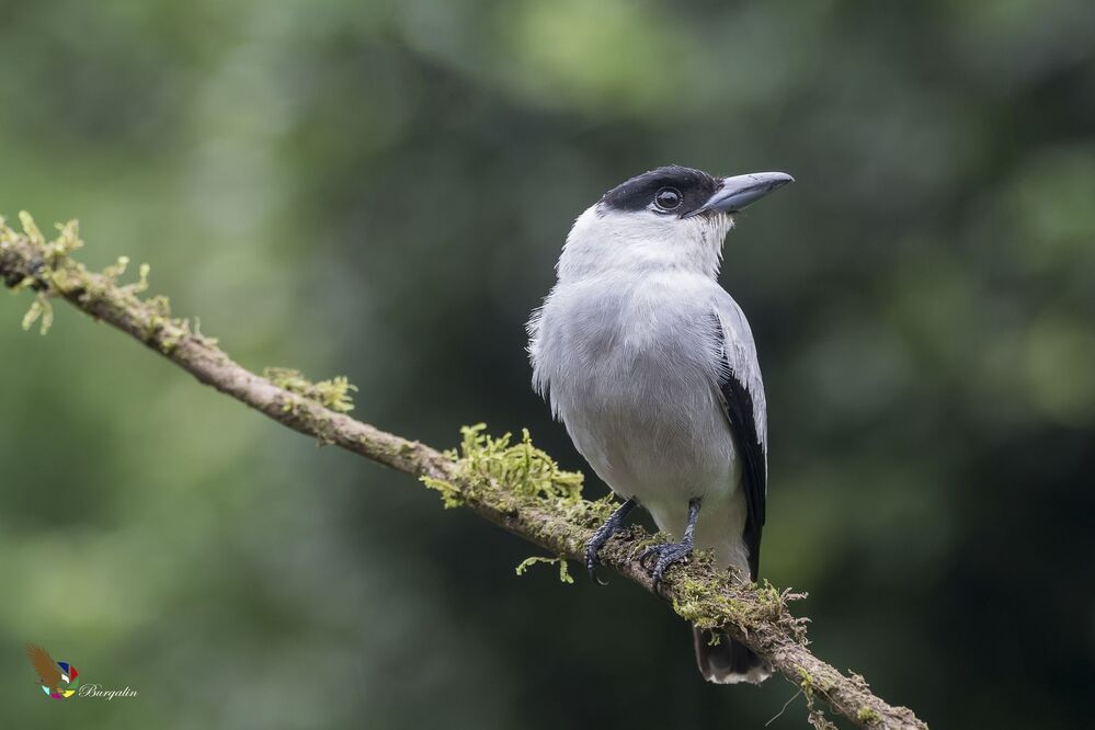 Black-crowned Tityra (Tityra inquisitor) Tityra Coroninegra (P&aacute;jaro Chancho) R