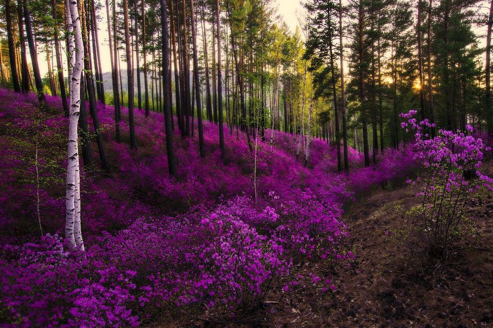 Весна в разгаре