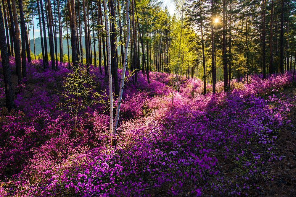 Весна в разгаре