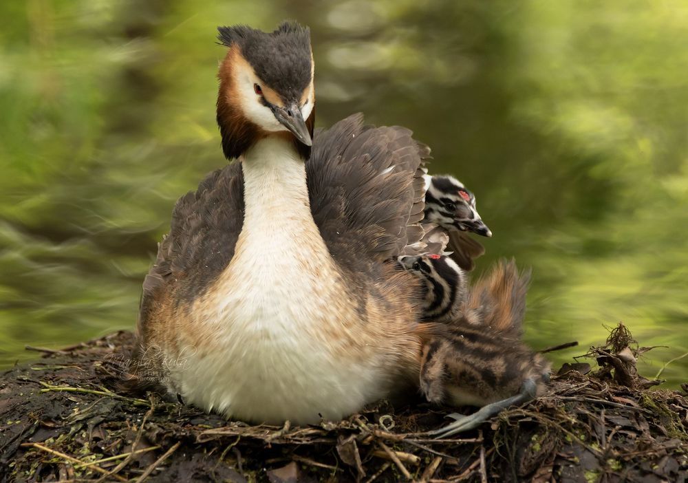 Great Crested Grebe