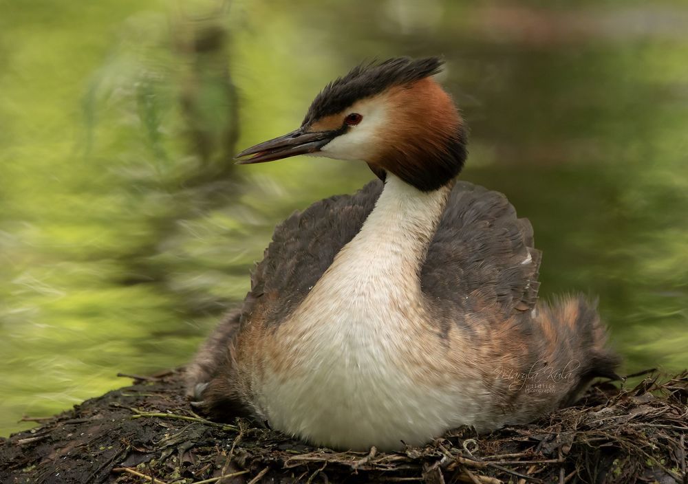 Great Crested Grebe