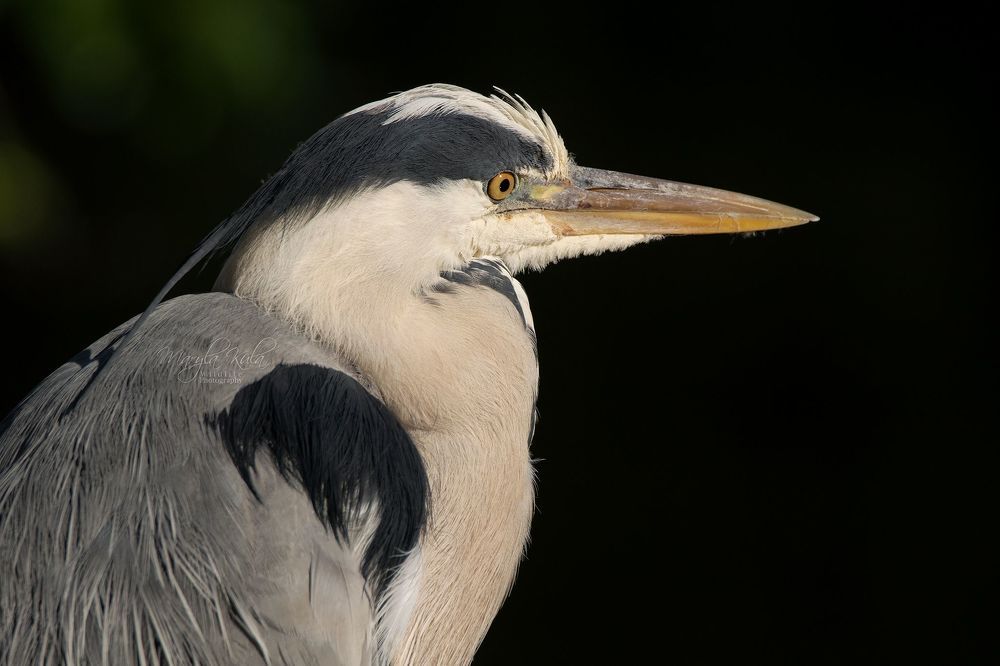 Grey Heron close up