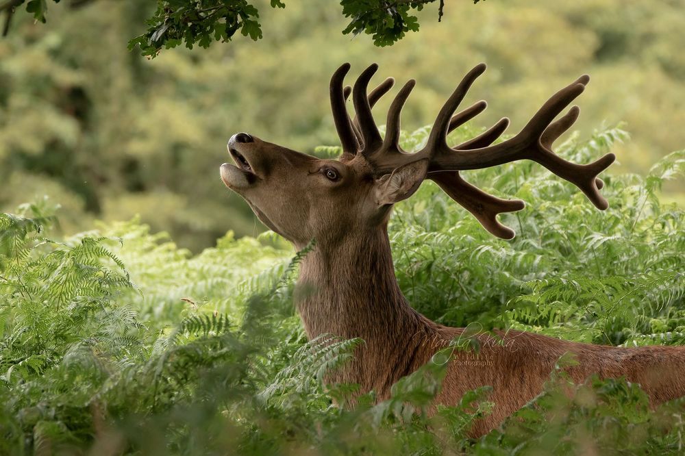 Red Deer