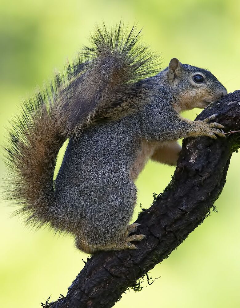 Лисья Белка -Fox Squirrel