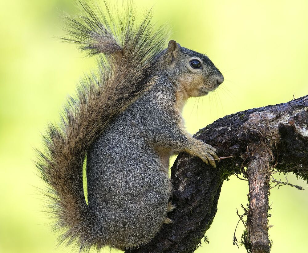 Лисья Белка -Fox Squirrel