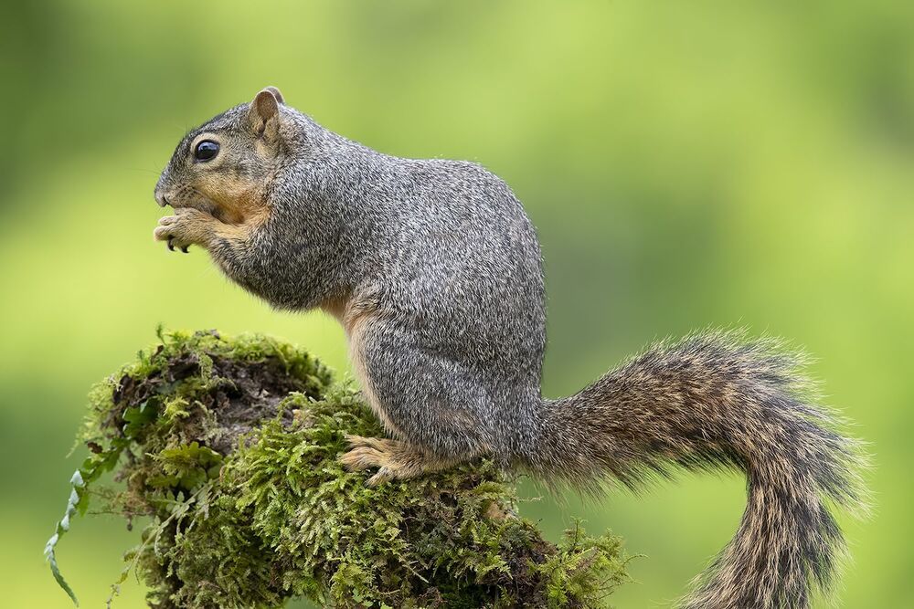 Лисья Белка -Fox Squirrel