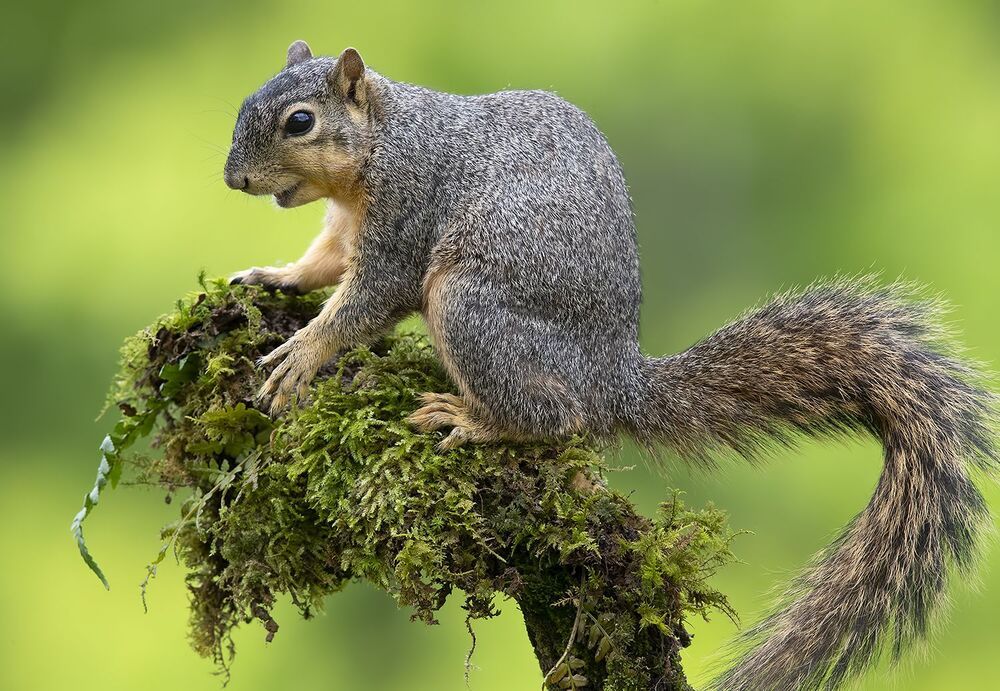 Лисья Белка -Fox Squirrel