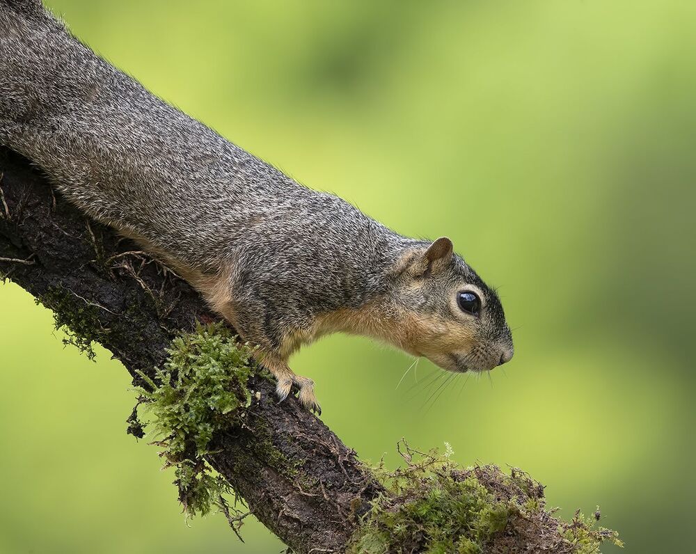 Лисья Белка -Fox Squirrel