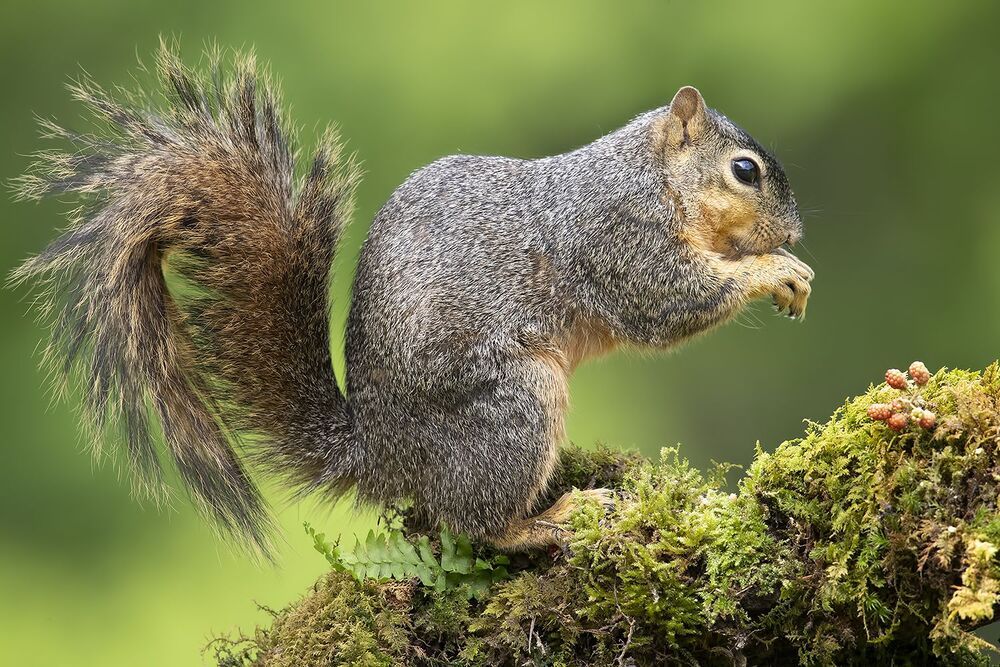 Лисья Белка -Fox Squirrel
