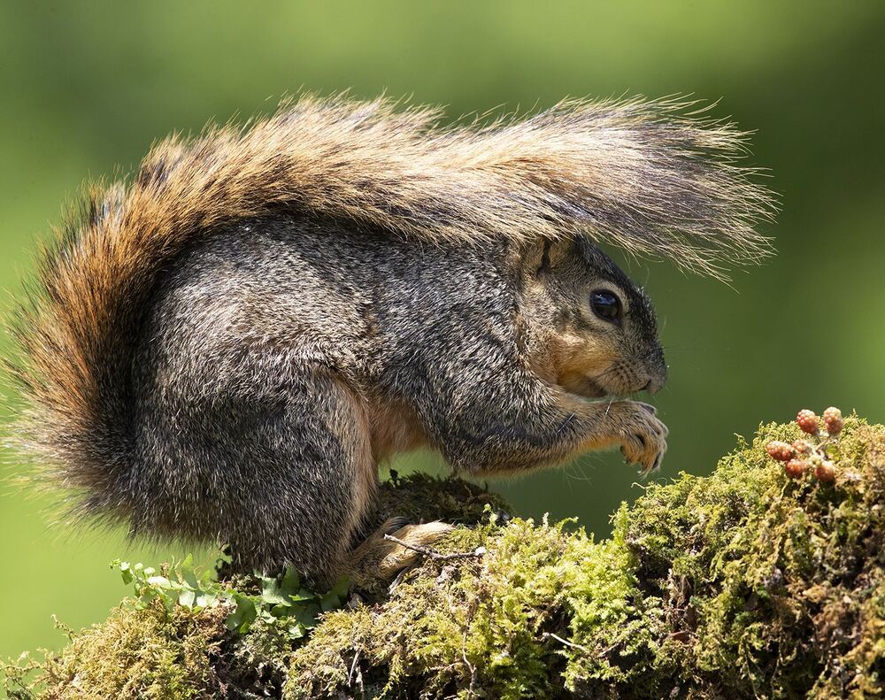 Лисья Белка -Fox Squirrel
