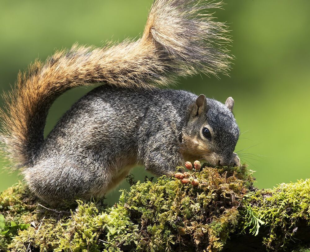 Лисья Белка -Fox Squirrel