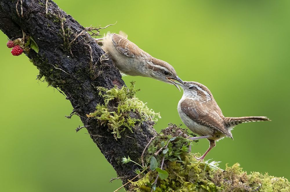 Крапивник Каролинский - Carolina Wren