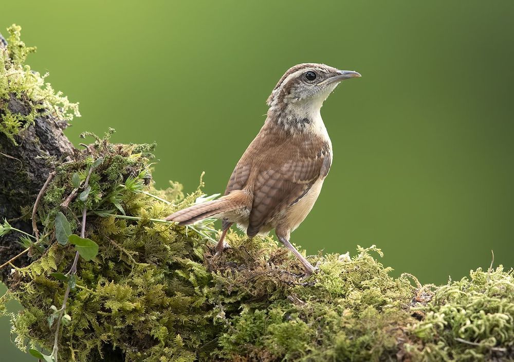 Крапивник Каролинский - Carolina Wren