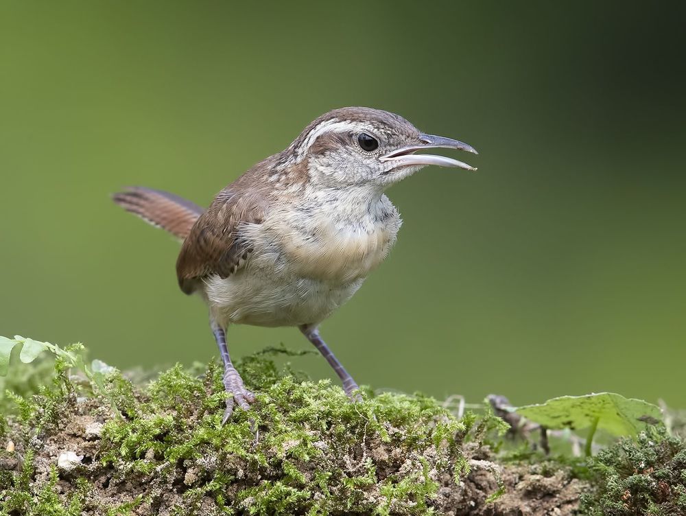 Крапивник Каролинский - Carolina Wren