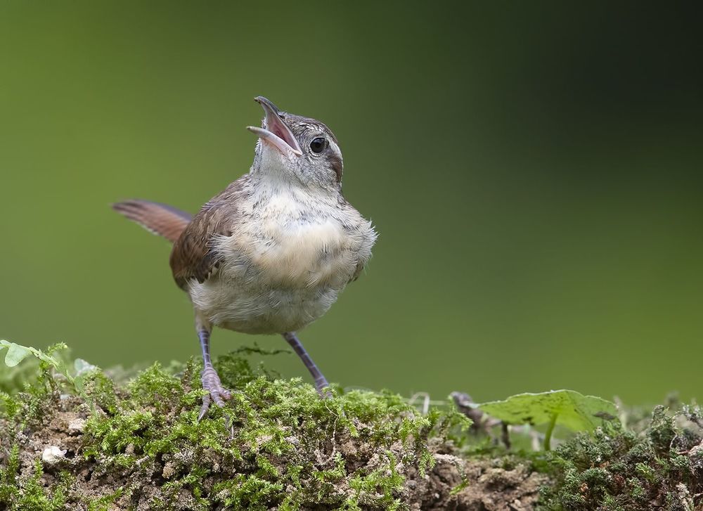 Крапивник Каролинский - Carolina Wren