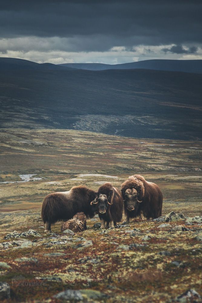 Muskox from Dovrefjell, Norway.