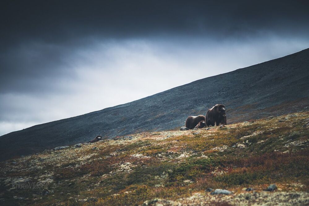 Muskox from Dovrefjell, Norway.