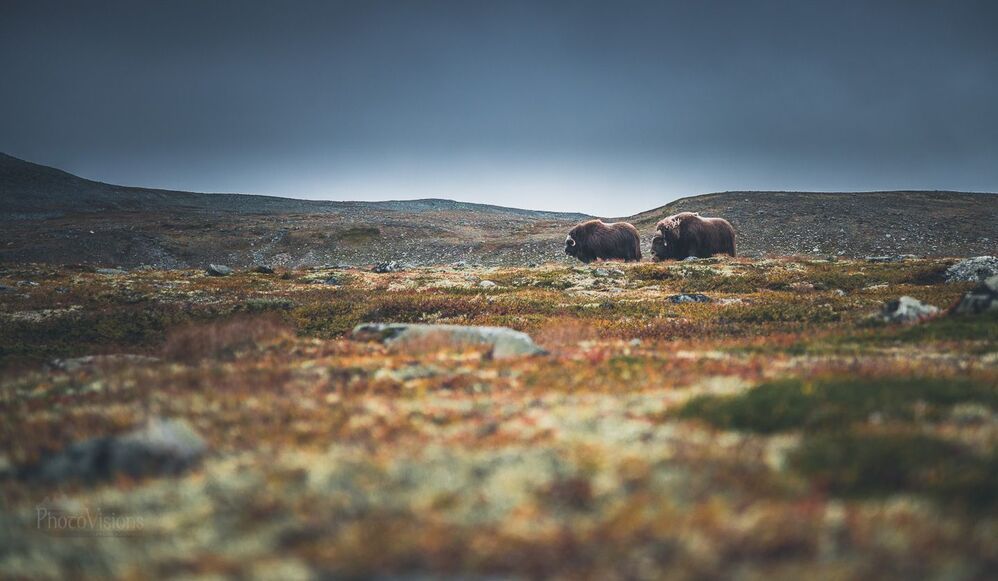 Muskox from Dovrefjell, Norway.