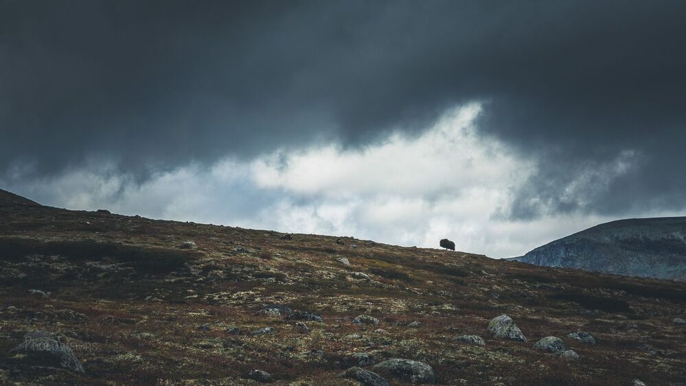 Muskox from Dovrefjell, Norway.