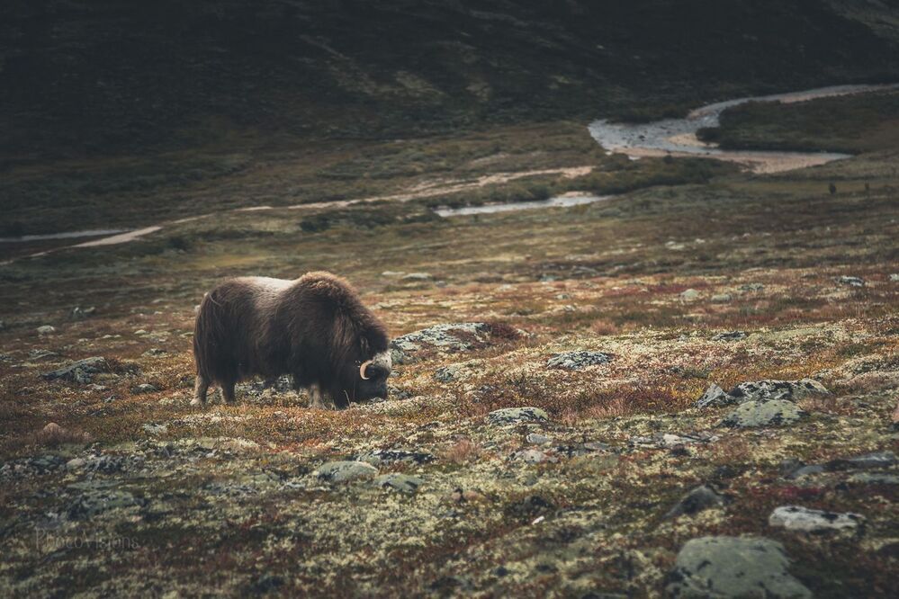 Muskox from Dovrefjell, Norway.