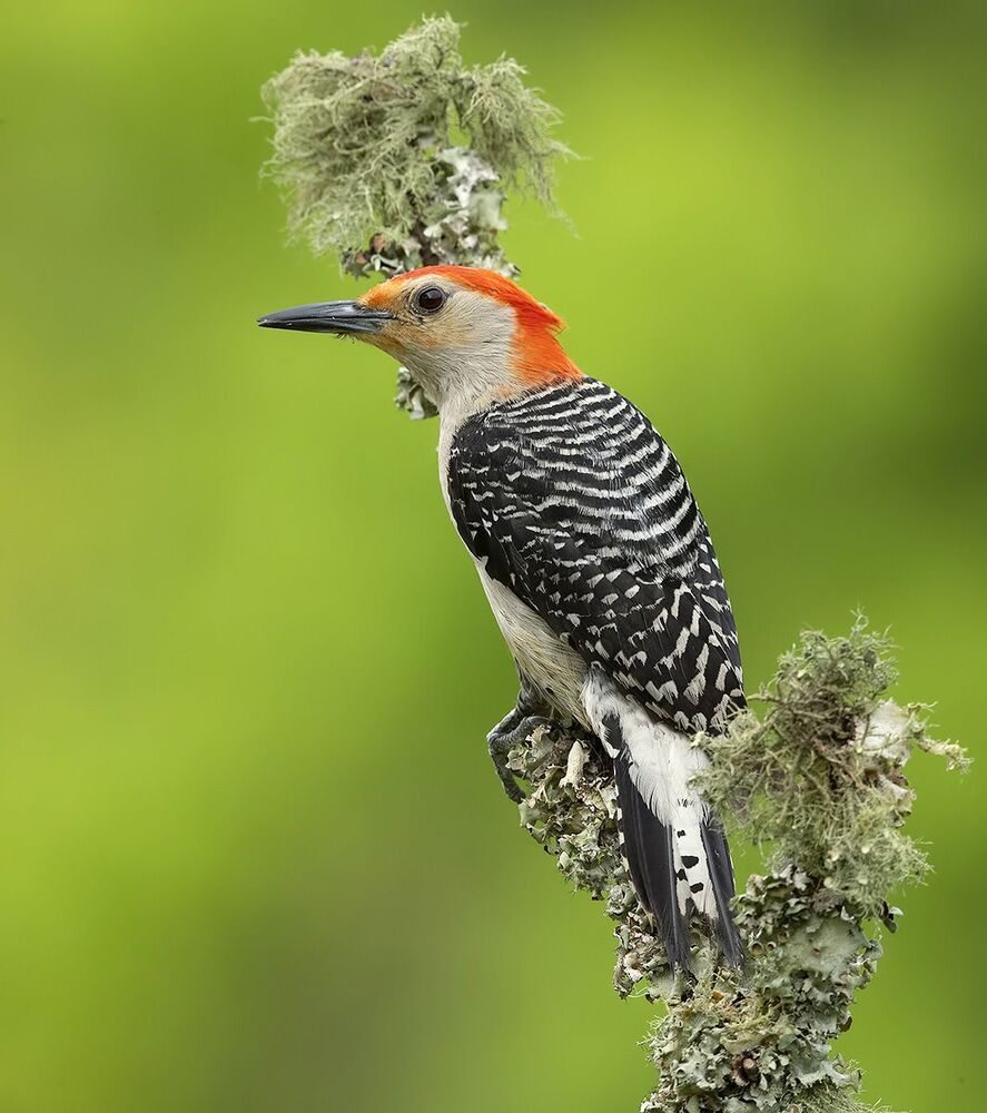 Red-bellied Woodpecker  - Дятлы -Каролинский меланерпес