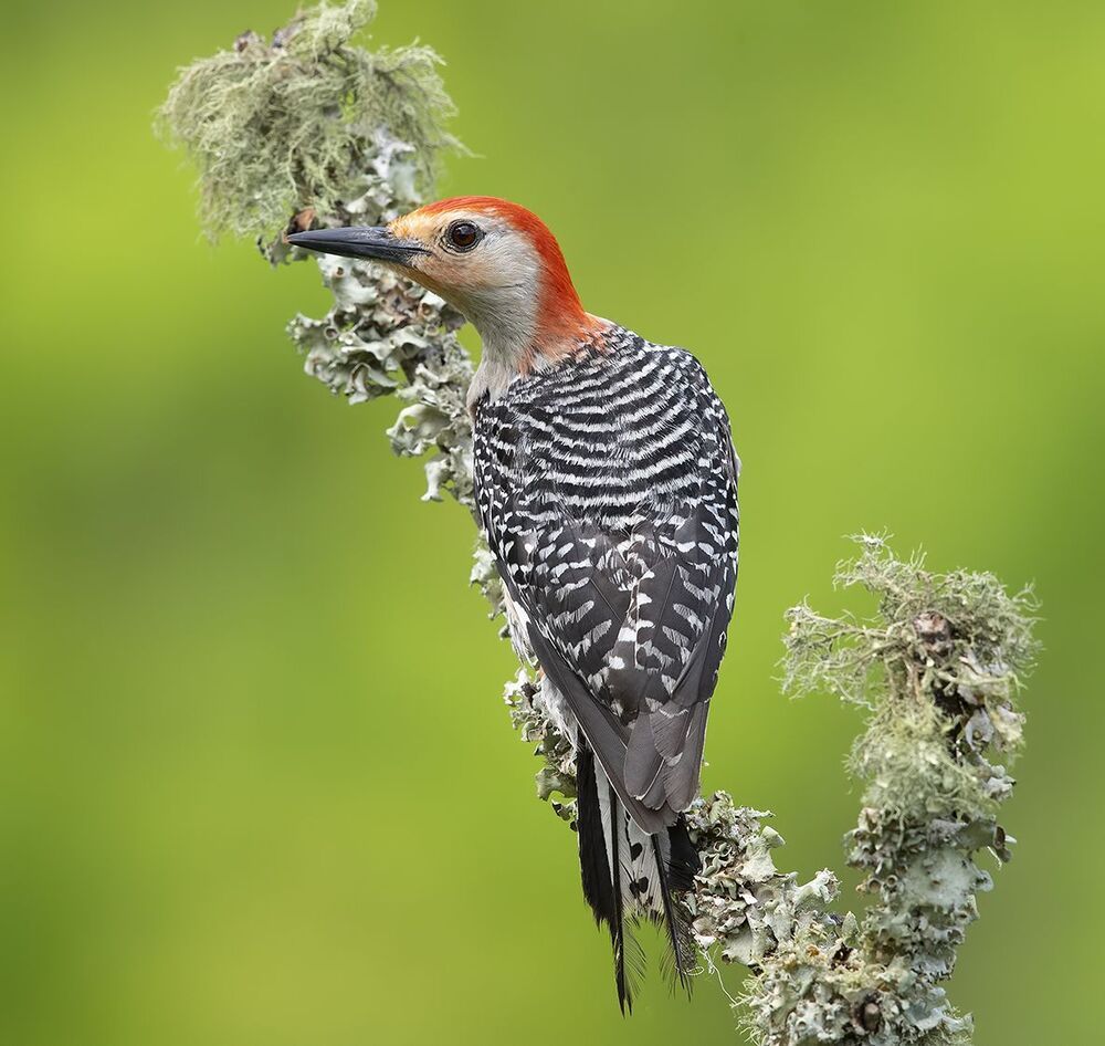 Red-bellied Woodpecker  - Дятлы -Каролинский меланерпес