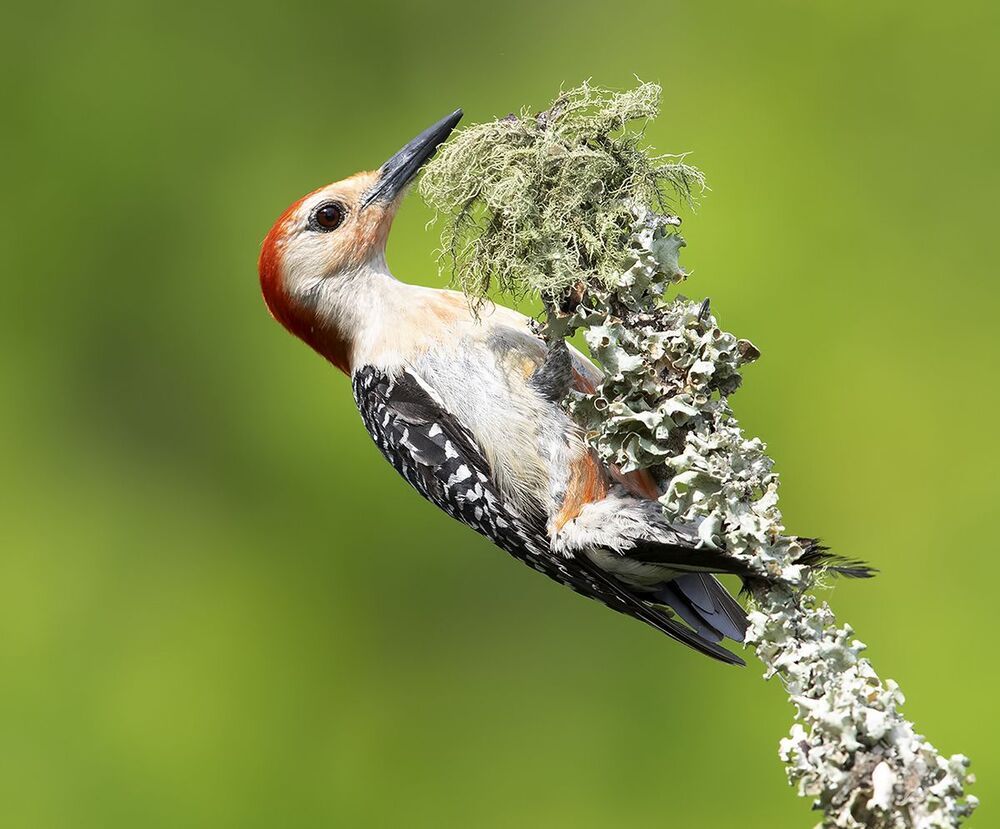 Red-bellied Woodpecker  - Дятлы -Каролинский меланерпес