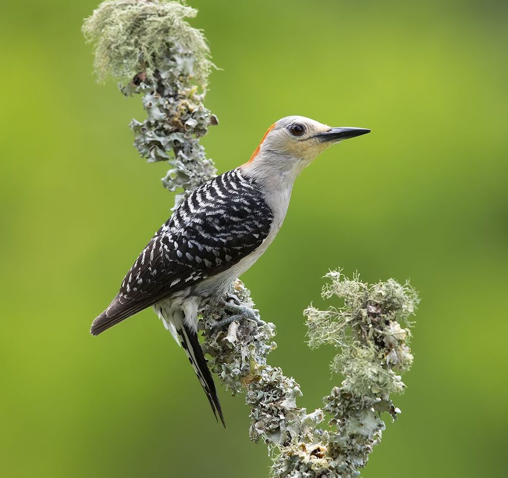 Red-bellied Woodpecker  - Дятлы -Каролинский меланерпес