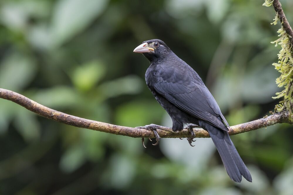 Giant Cowbird (Molothrus oryzivorus) Vaquero Grande R Juvenile