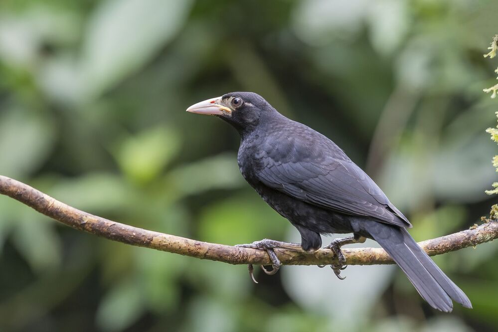 Giant Cowbird (Molothrus oryzivorus) Vaquero Grande R Juvenile