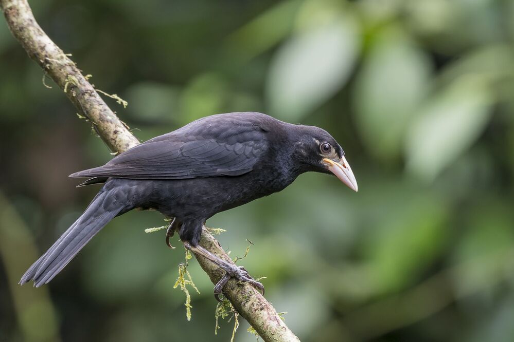 Giant Cowbird (Molothrus oryzivorus) Vaquero Grande R Juvenile