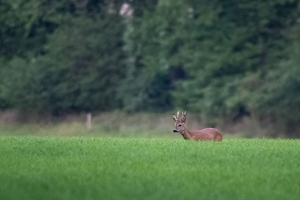 Les chevreuils sortent du bois