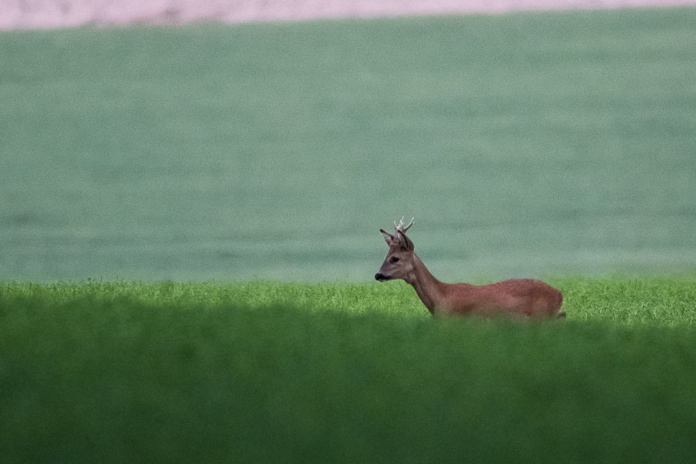 Les chevreuils sortent du bois