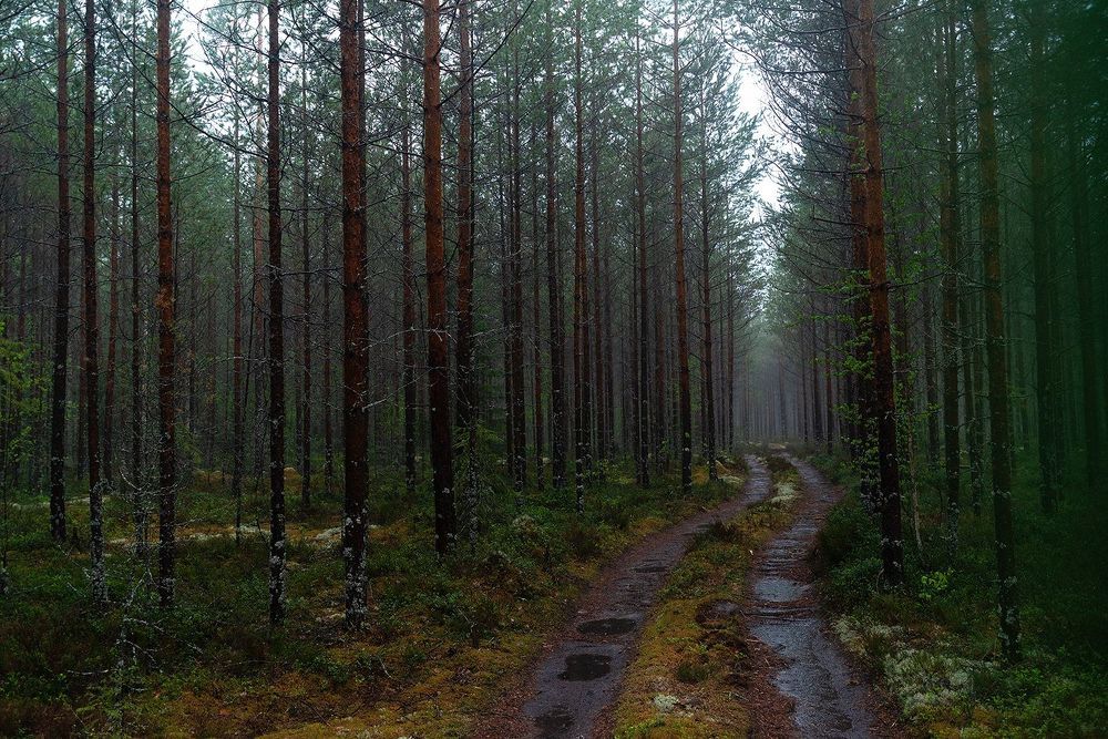 Дождливый Карельский лес