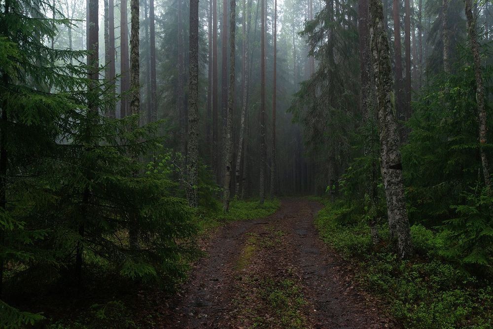 Дождливый Карельский лес