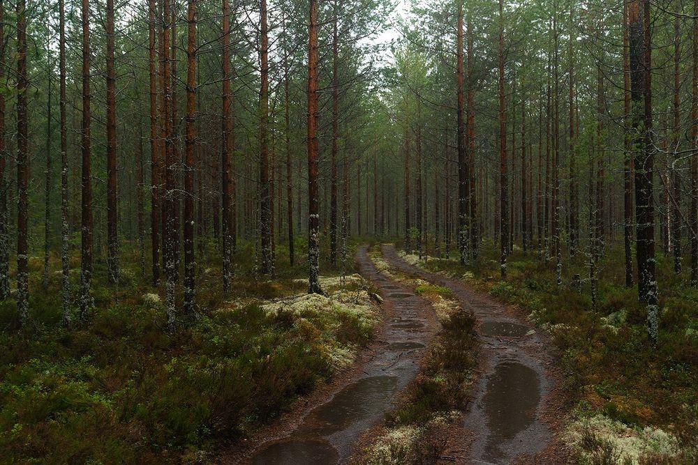 Дождливый Карельский лес