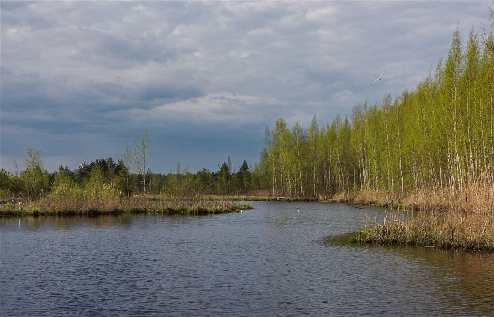 Первая зелень на торфяниках